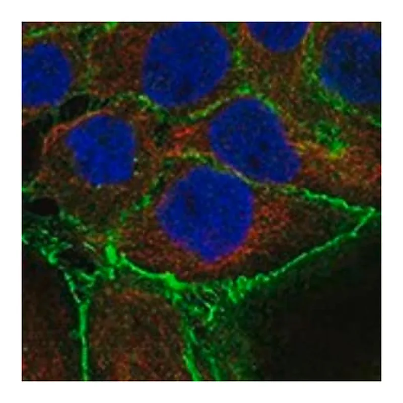 Merck Anti-LSR antibody produced in rabbit