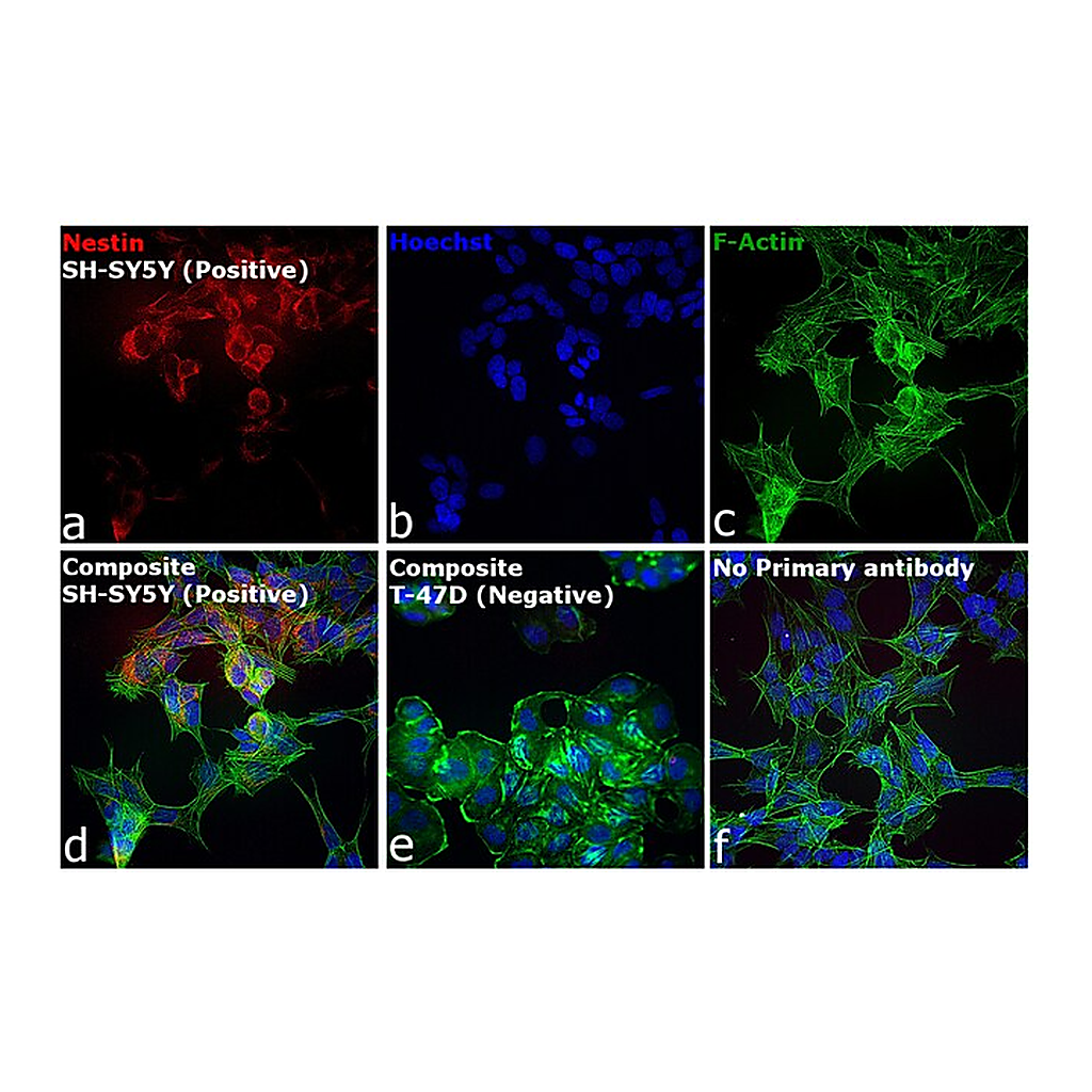 Thermo Fisher Scientific Donkey anti-Mouse IgG (H+L) Secondary Antibody, Qdot 605