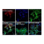 Thermo Fisher Scientific Donkey anti-Mouse IgG (H+L) Secondary Antibody, Qdot 605