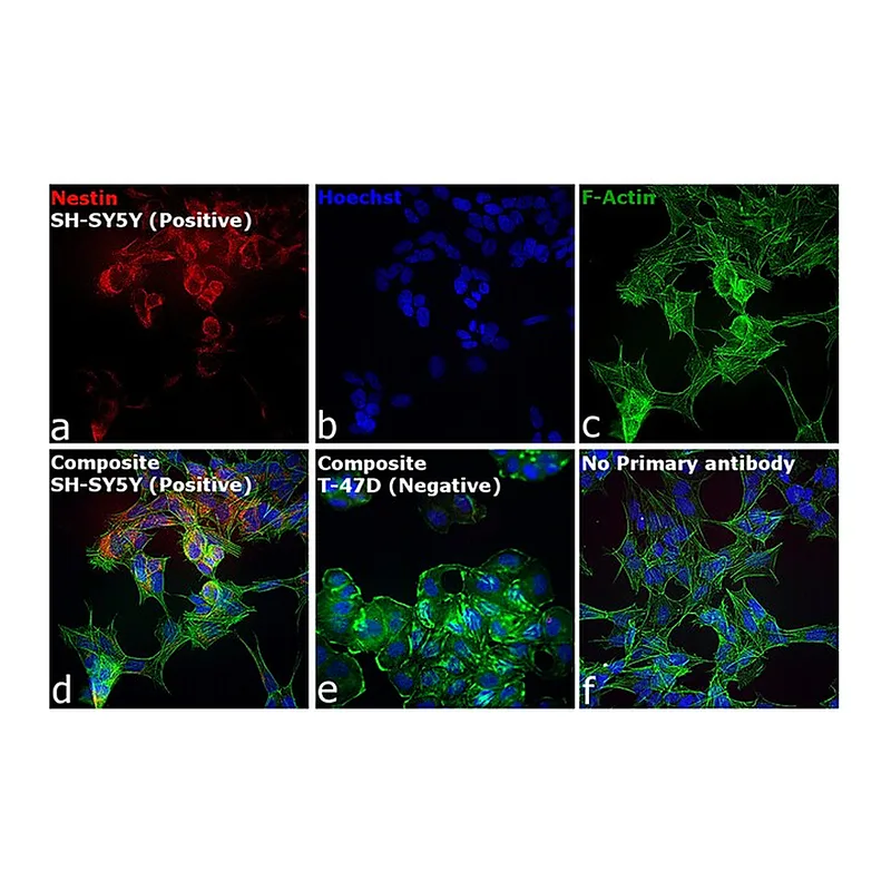 Thermo Fisher Scientific Donkey anti-Mouse IgG (H+L) Secondary Antibody, Qdot 605
