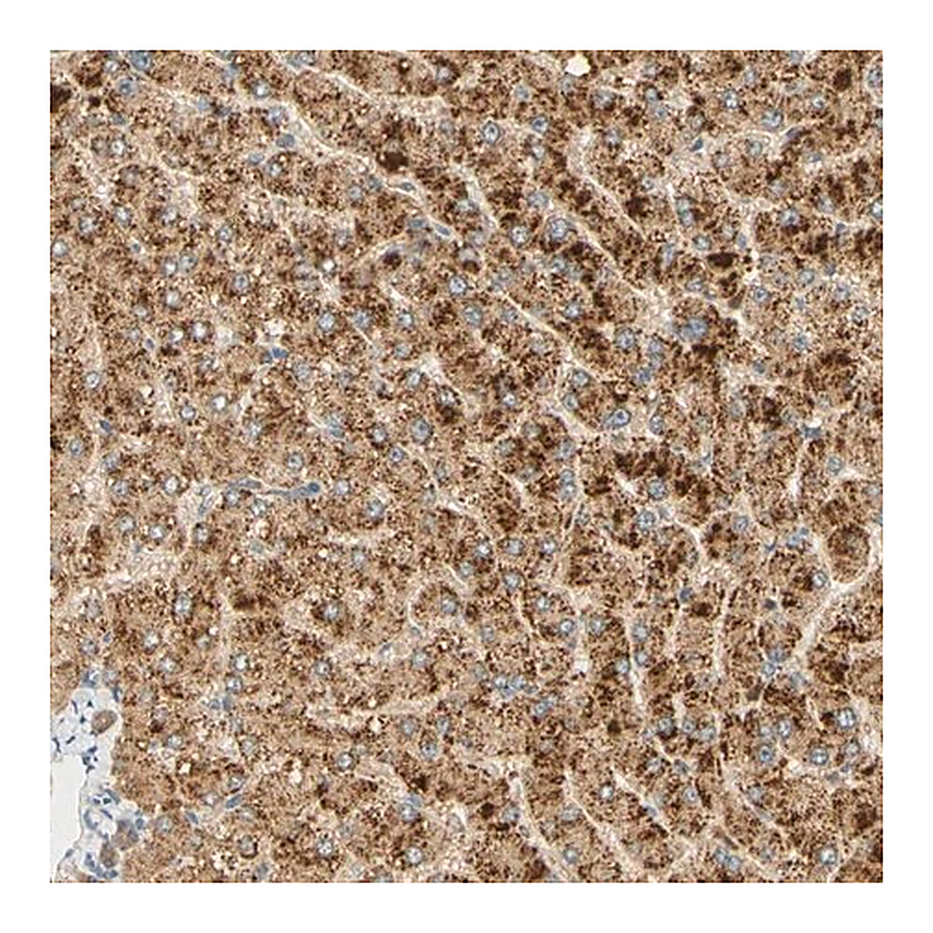 Merck Anti-FAM189A1 antibody produced in rabbit
