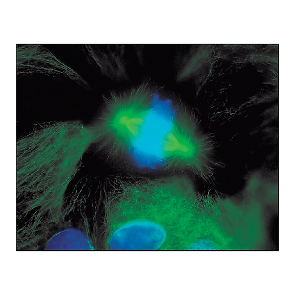 Merck Anti-Mouse IgG (whole molecule)-FITC antibody produced in goat