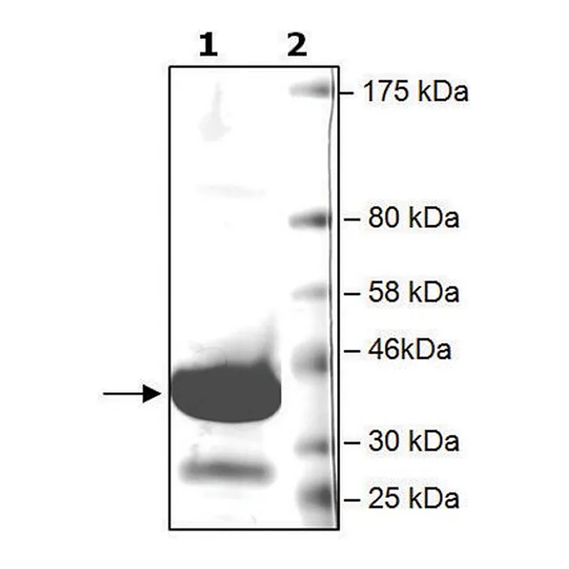 Merck BRD4 (342-460) GST tag human