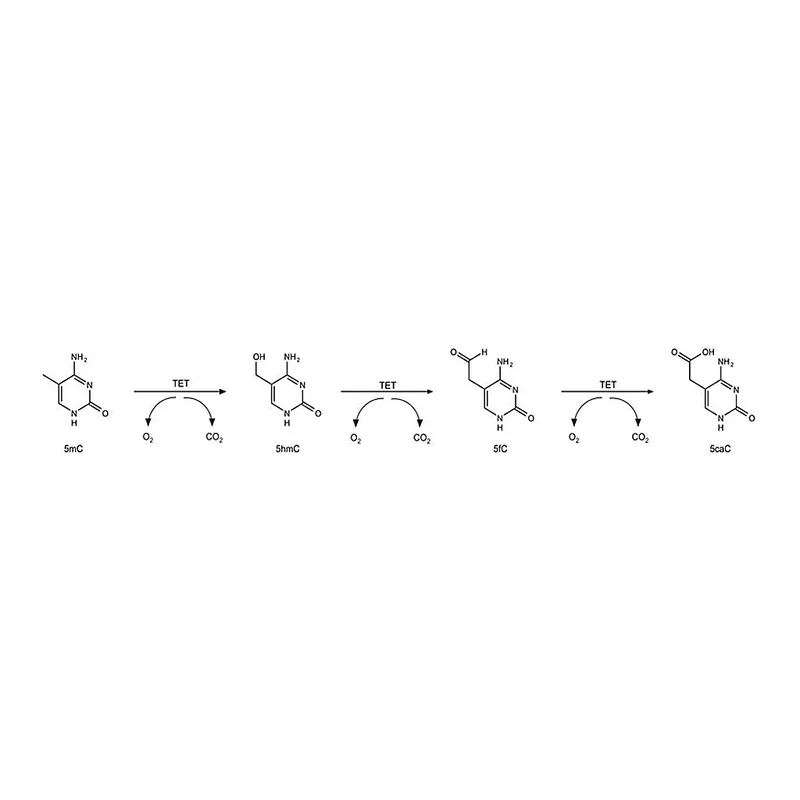 Merck Ten Eleven Translocase