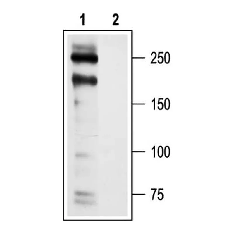 Merck Anti-Calcium Channel CaV1.2 (human) antibody produced in rabbit