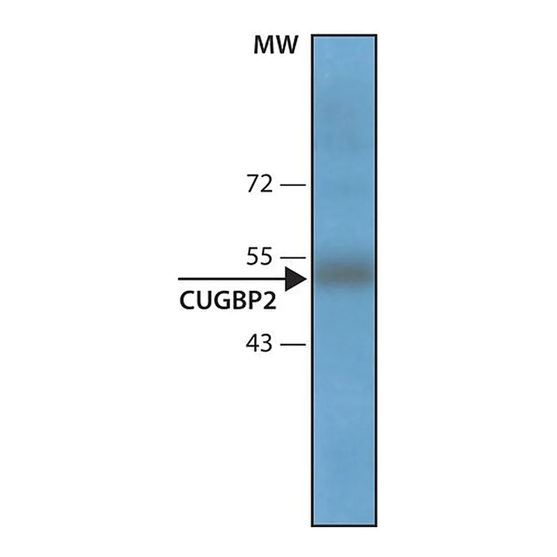 Merck Anti-CUGBP2 antibody, Mouse monoclonal