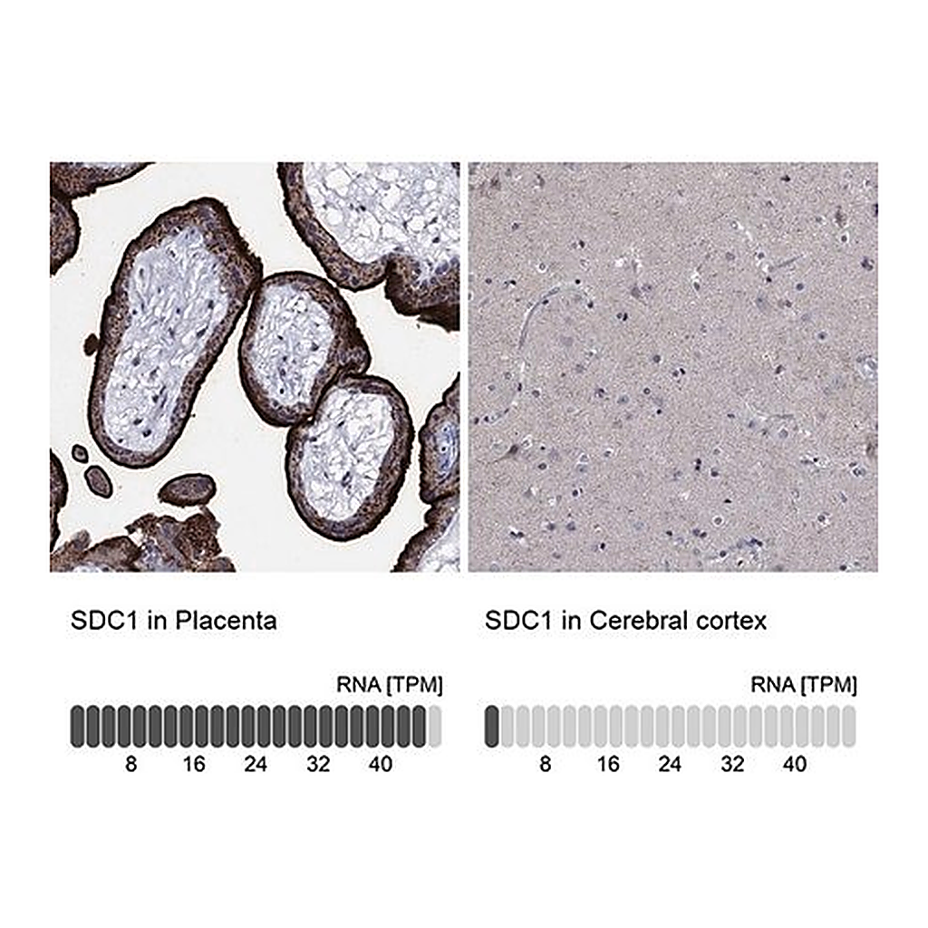 Merck Anti-SDC1 antibody produced in rabbit