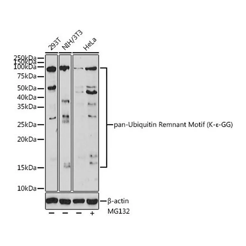 Merck Anti-pan-Ubiquitin Remnant Motif (K-epsilon-GG) antibody produced in rabbit
