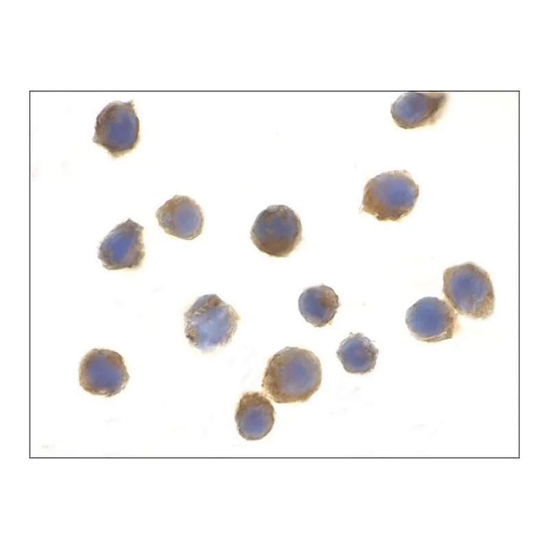 Merck Anti-TSC1 (ab2) antibody produced in rabbit