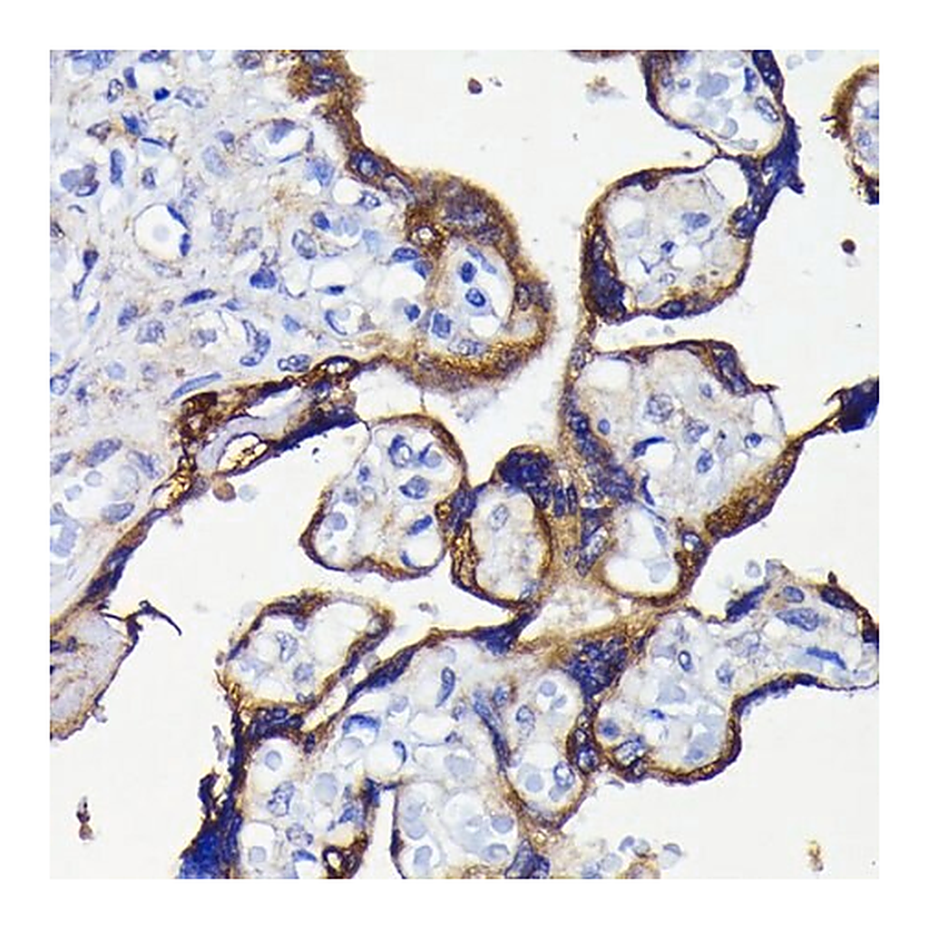 Merck Anti- ATG5 antibody produced in rabbit