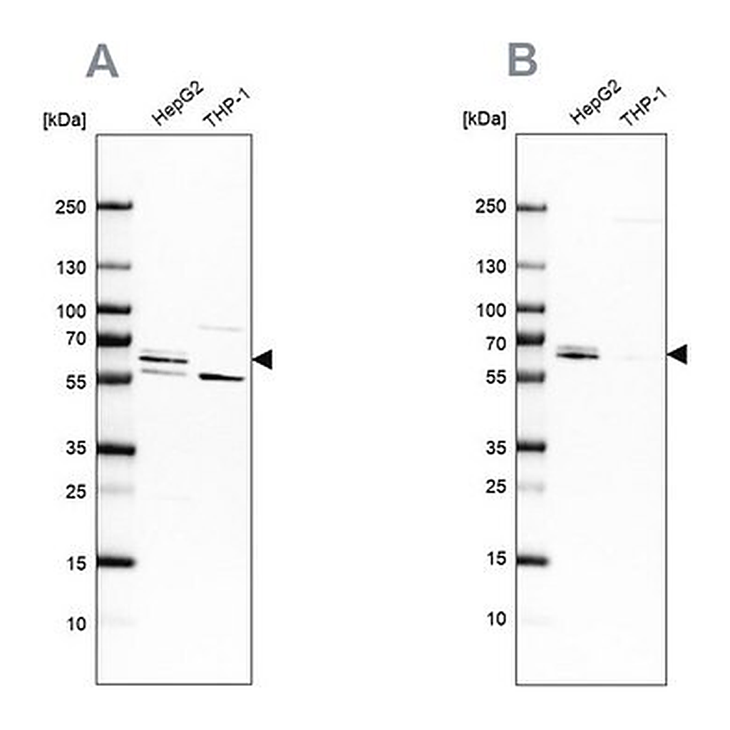 Merck Anti-CDR2 antibody produced in rabbit