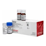 Thermo Fisher Scientific CELLection Epithelial Enrich Dynabeads