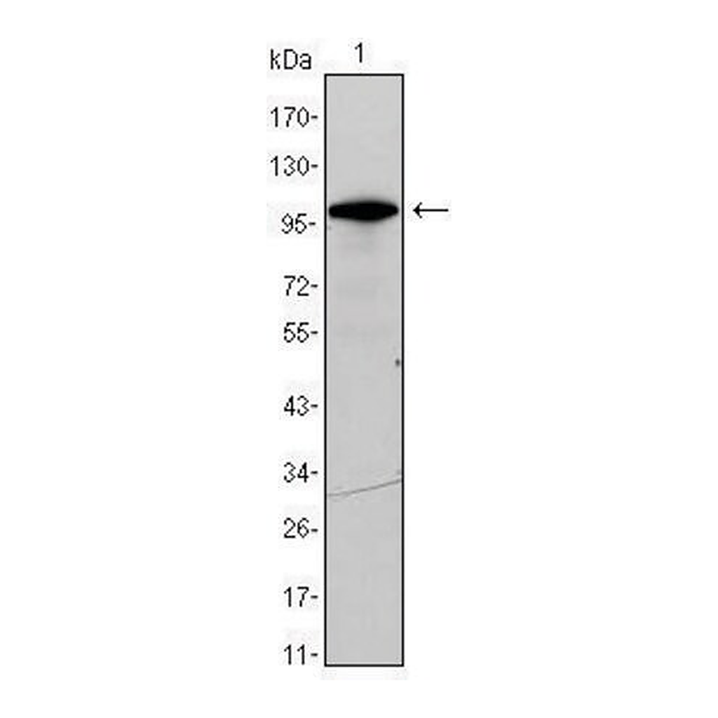 Merck Monoclonal Anti-DDX4 antibody produced in mouse