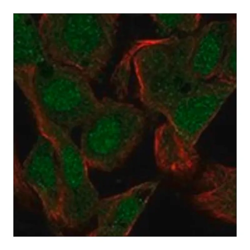 Merck Anti-PRM1 antibody produced in rabbit