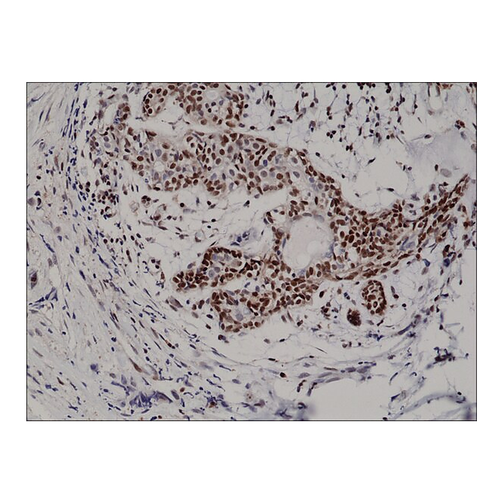 Merck Anti-p27Kip1antibody, Rabbit Monoclonal