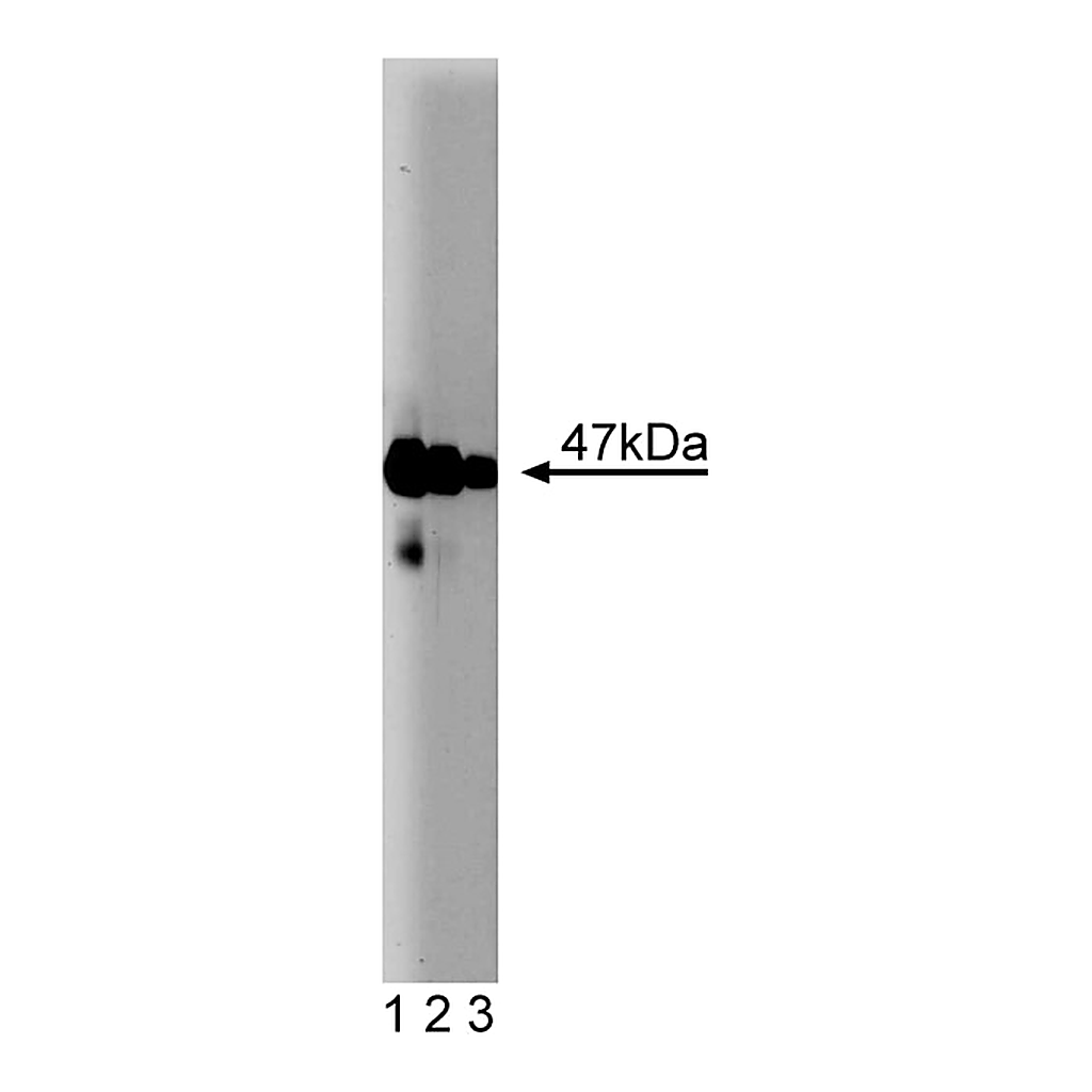 BD Purified Mouse Anti-Neuronal Pentraxin
