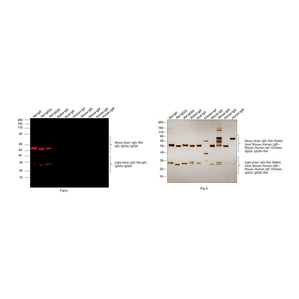 Thermo Fisher Scientific Donkey anti-Rat IgG (H+L) Highly Cross-Adsorbed Secondary Antibody, Alexa Fluor Plus 647