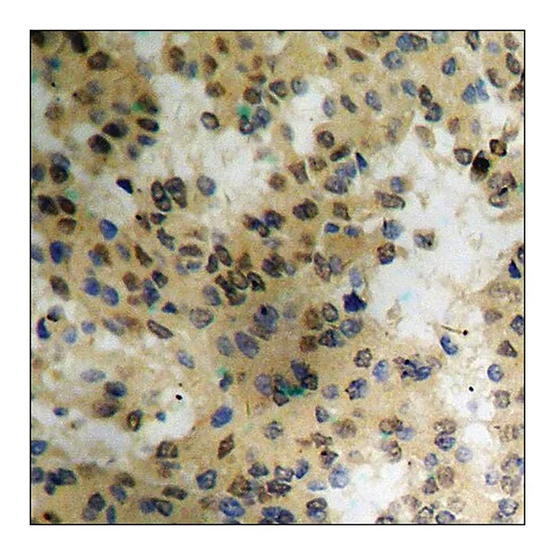 Merck Anti-phospho-eIF4E (pSer209) antibody produced in rabbit