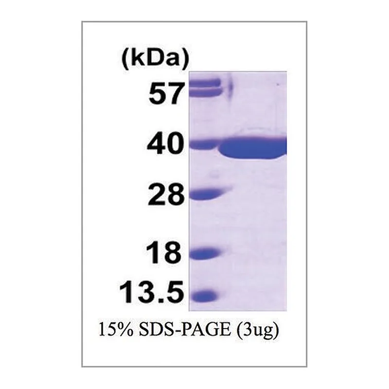 Merck MDH2 human