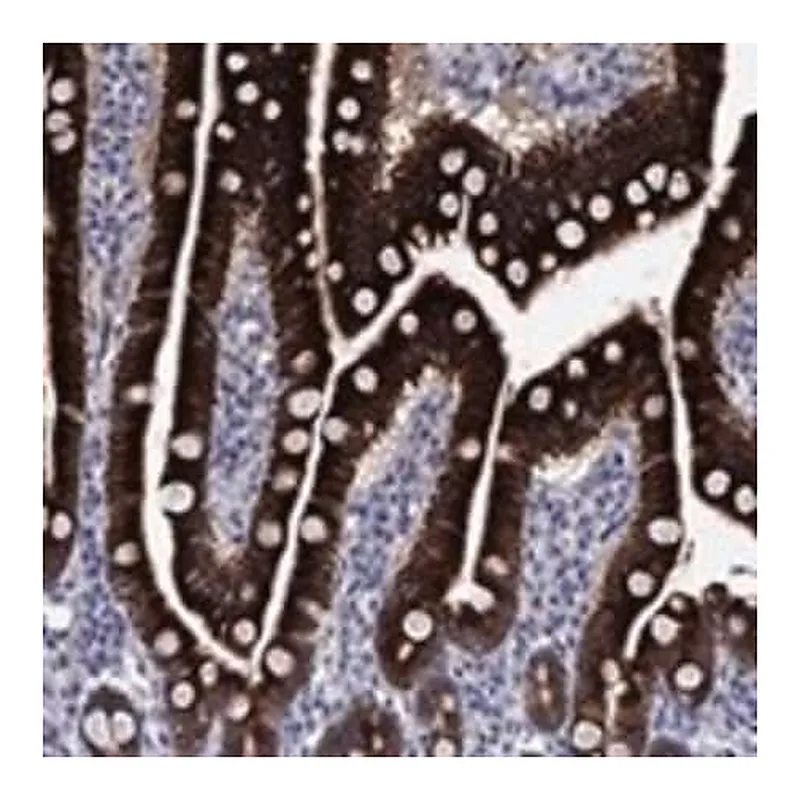 Merck Anti-FRK antibody produced in rabbit