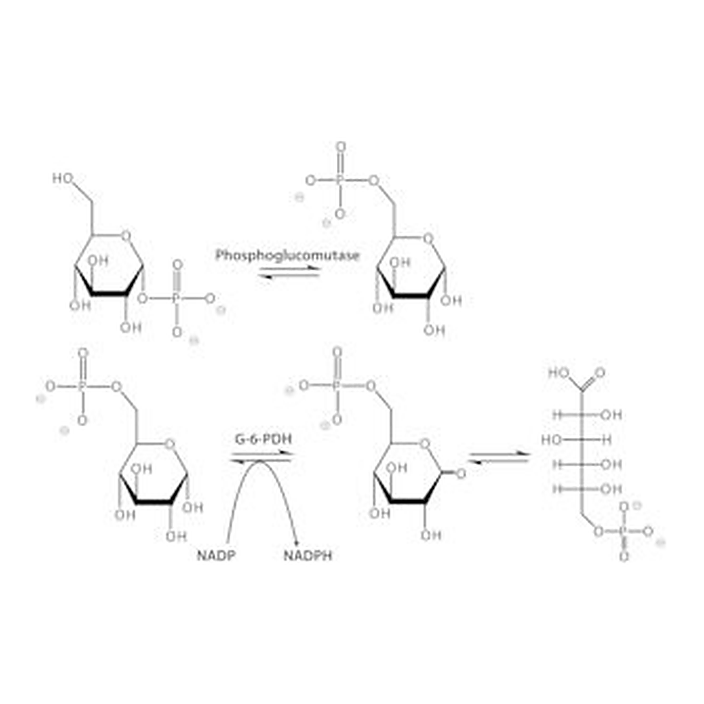 Merck PHOSPHOGLUCOMUTASE FROM RABBIT MUSCLE