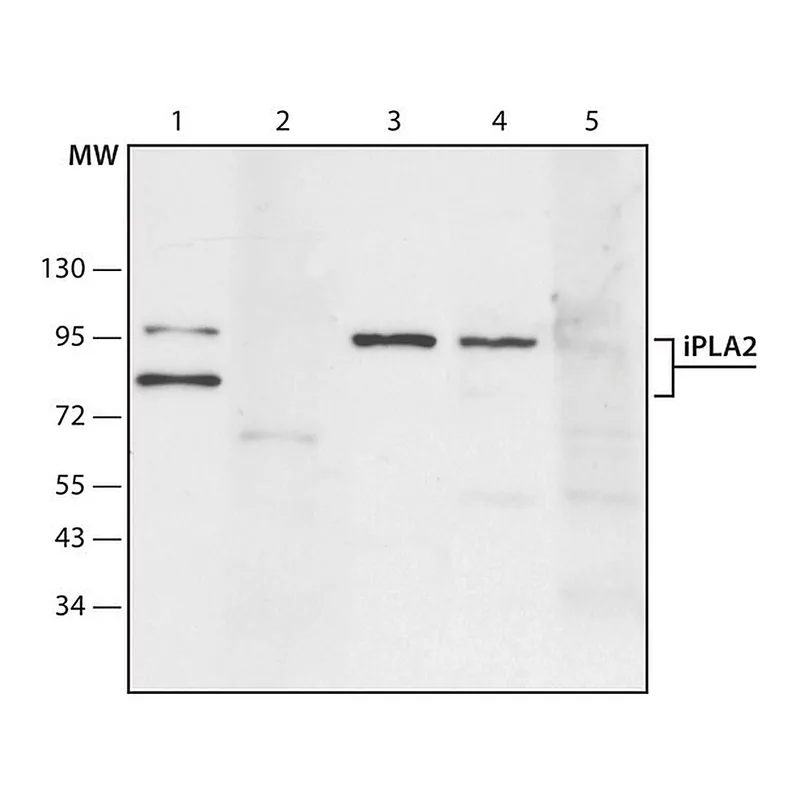 Merck Anti-Phospholipase A2 (iPLA2) antibody produced in rabbit