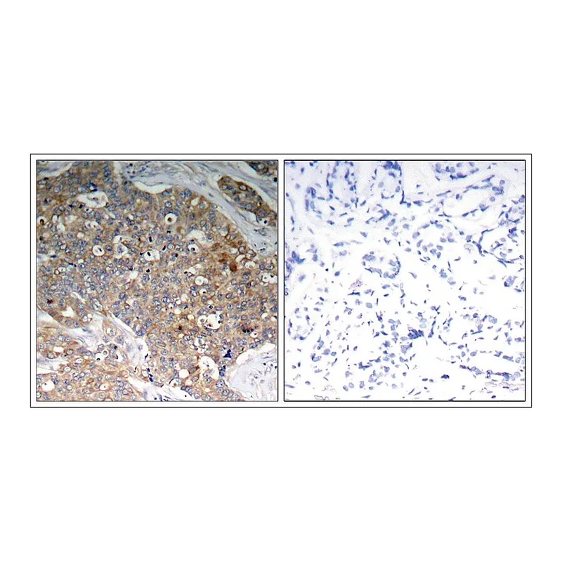 Merck Anti-phospho-GSK3B (pTyr216) antibody produced in rabbit