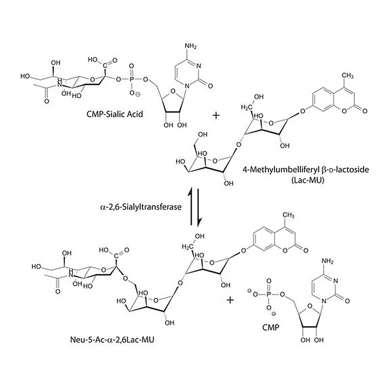 Merck alpha-2,6-Sialyltransferase from Photobacterium damsela
