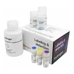 Thermo Fisher Scientific Click-iT EdU Alexa Fluor 555 HCS Assay, 2 x 96 well plates