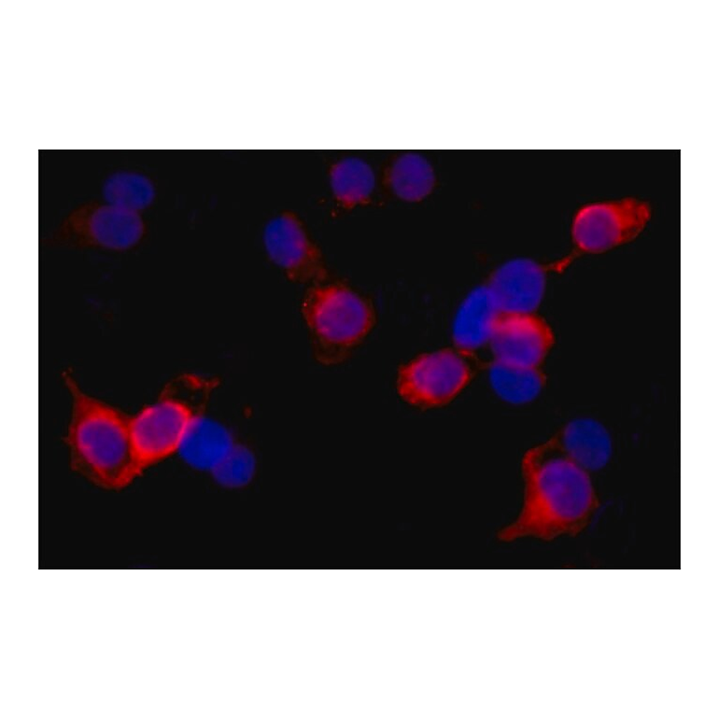 Merck Monoclonal Anti-WDR62 antibody produced in mouse