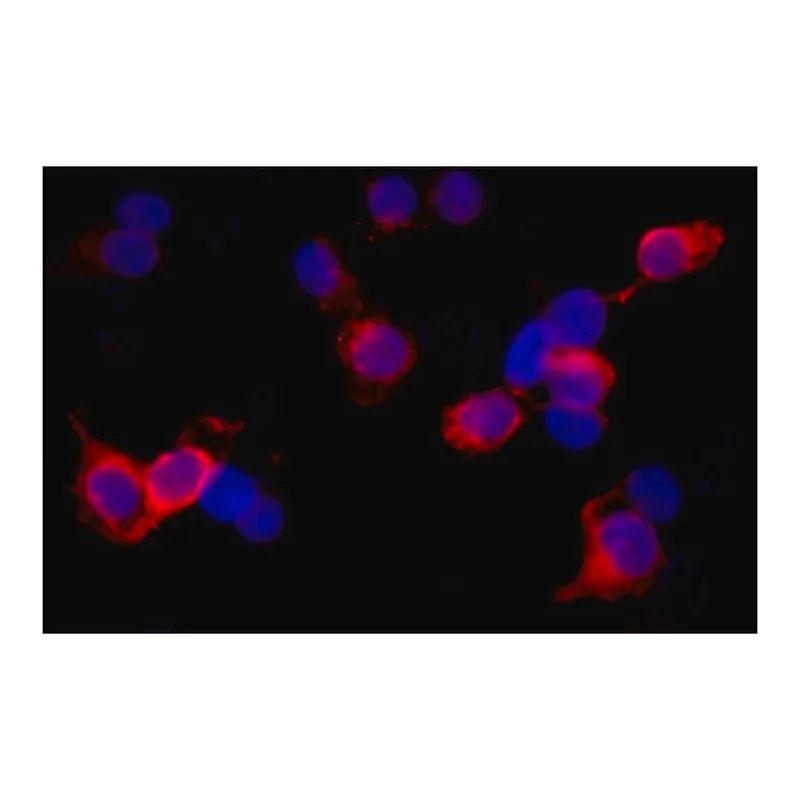 Merck Monoclonal Anti-WDR62 antibody produced in mouse
