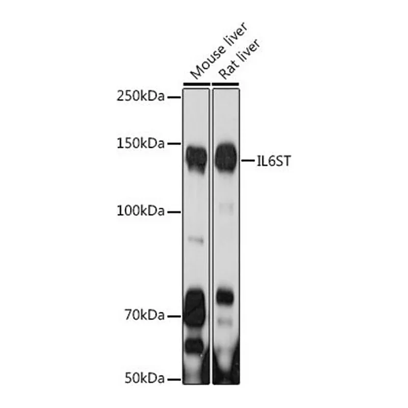 Merck Anti- IL6ST antibody produced in rabbit