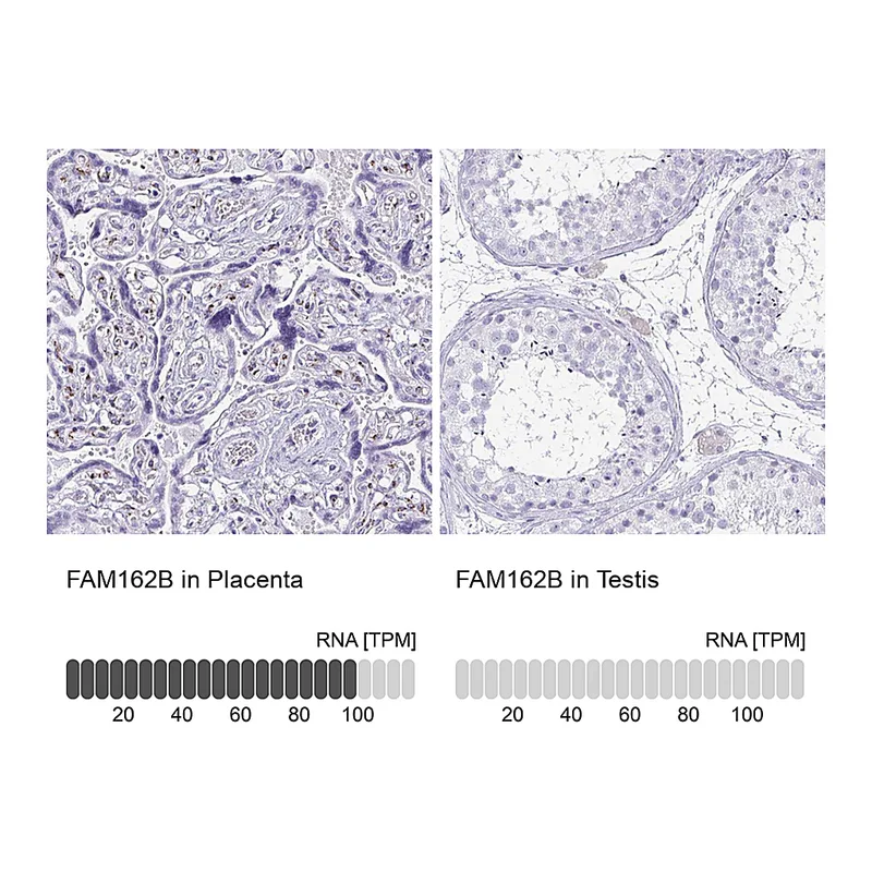 Atlas Antibodies Anti-FAM162B Antibody