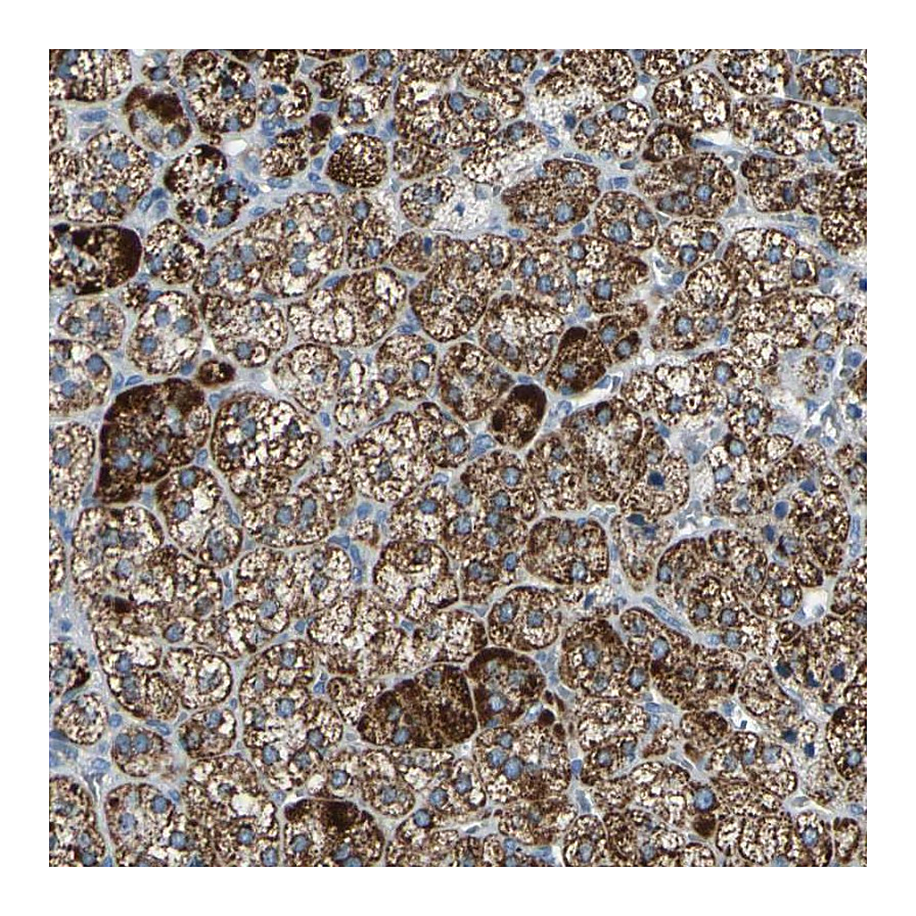 Atlas Antibodies Anti-FAM163A Antibody