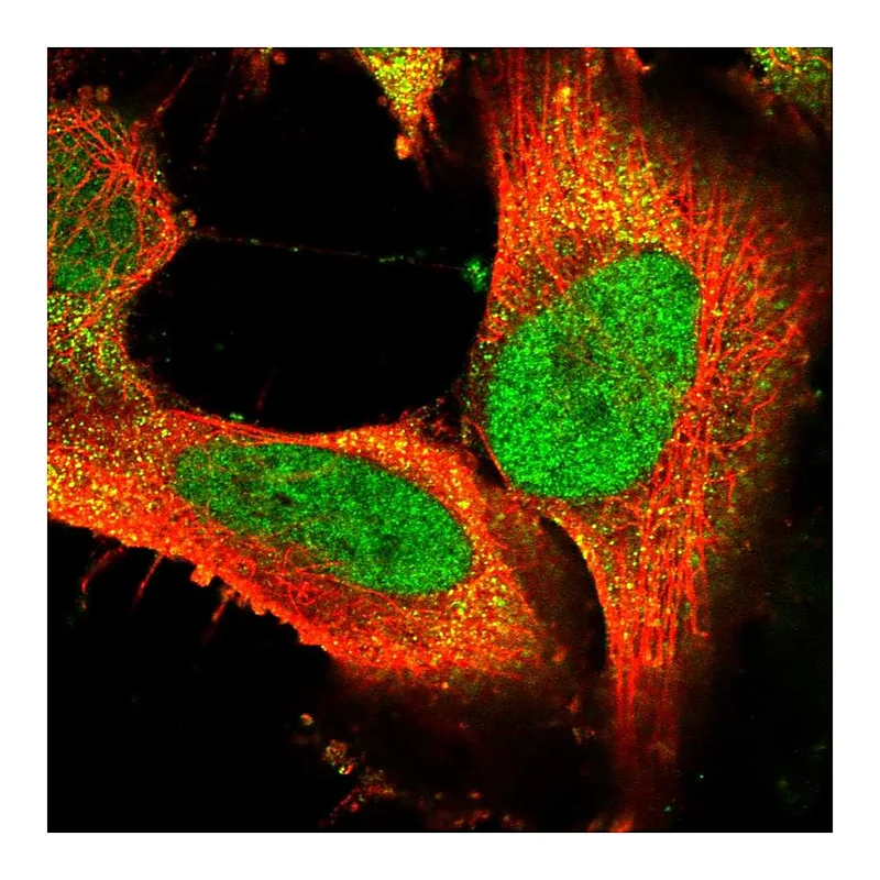 Atlas Antibodies Anti-FAM172A Antibody