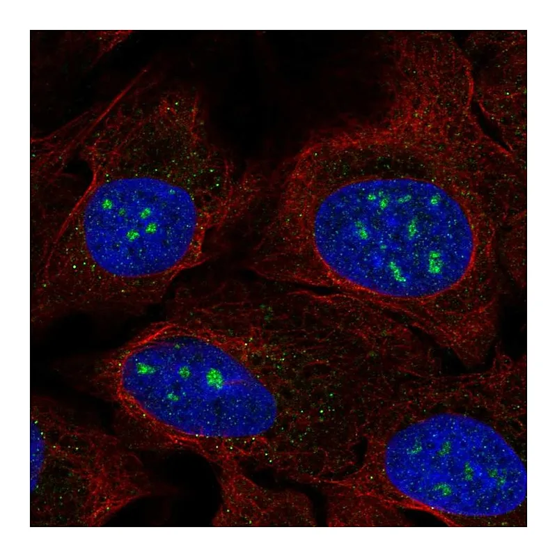 Atlas Antibodies Anti-FAM173B Antibody