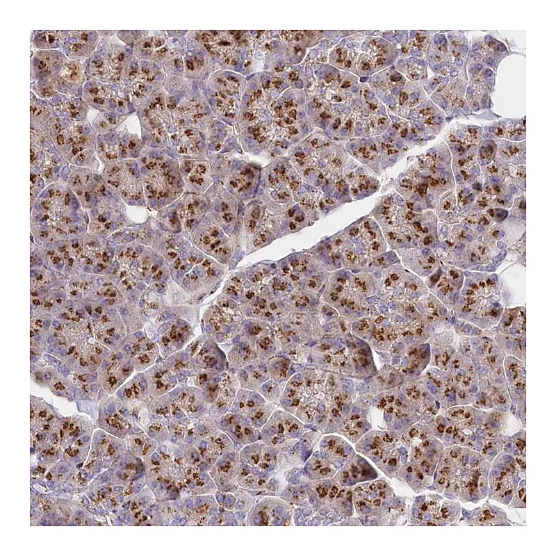 Atlas Antibodies Anti-FAM175B Antibody