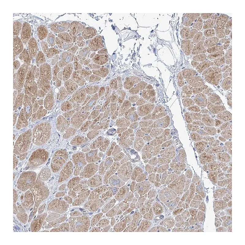 Atlas Antibodies Anti-FAM184A Antibody
