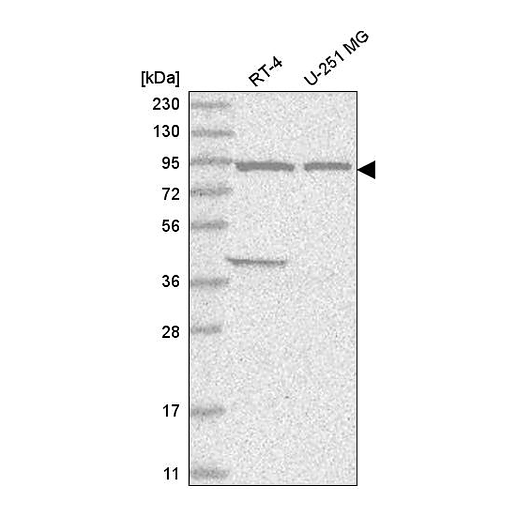 Atlas Antibodies Anti-FAM184A Antibody