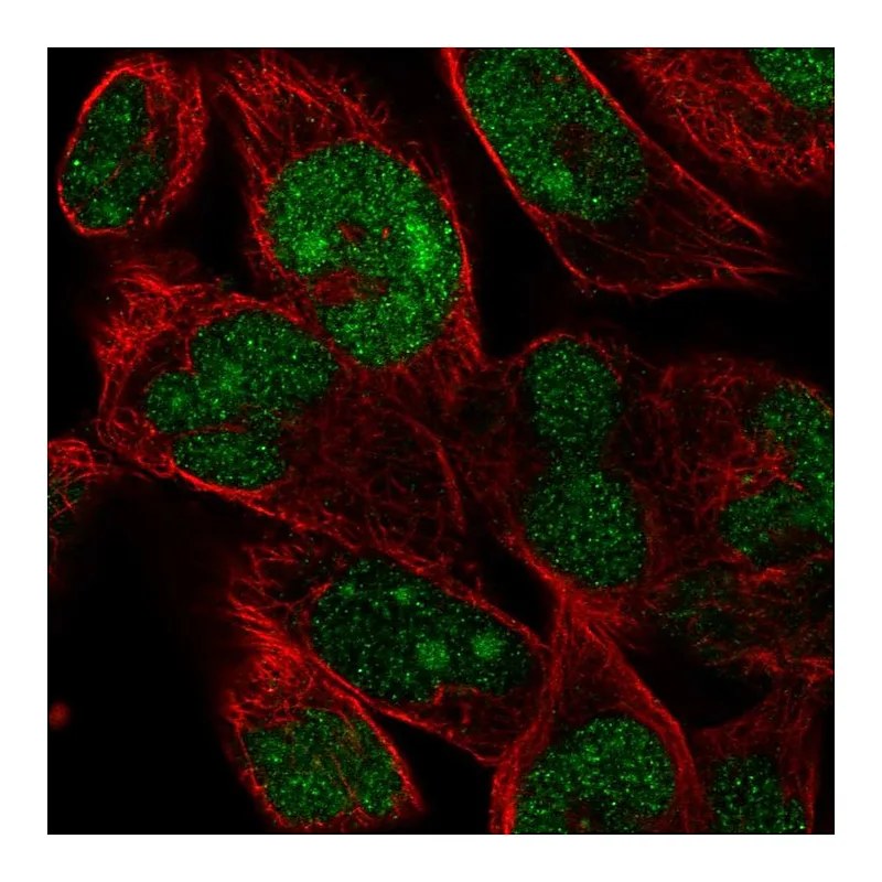 Atlas Antibodies Anti-FAM204A Antibody