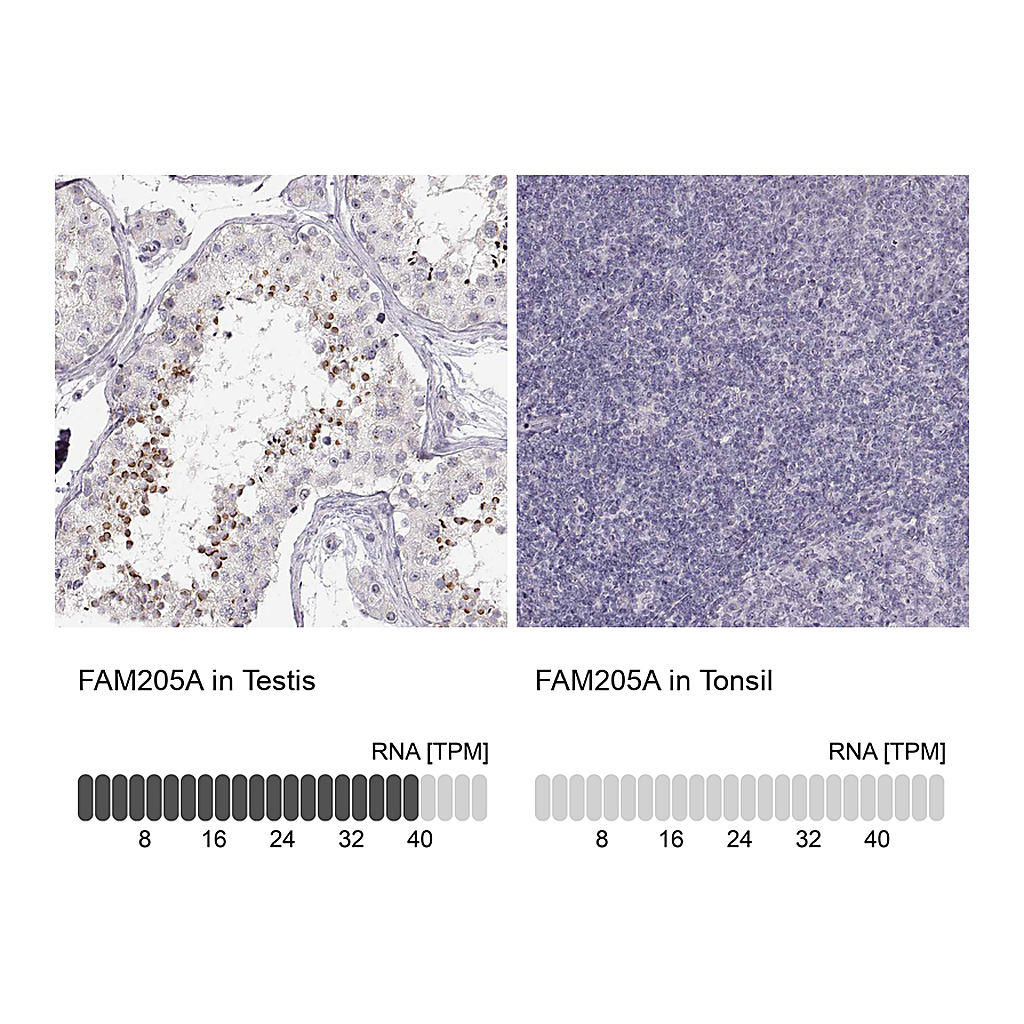 Atlas Antibodies Anti-FAM205A Antibody