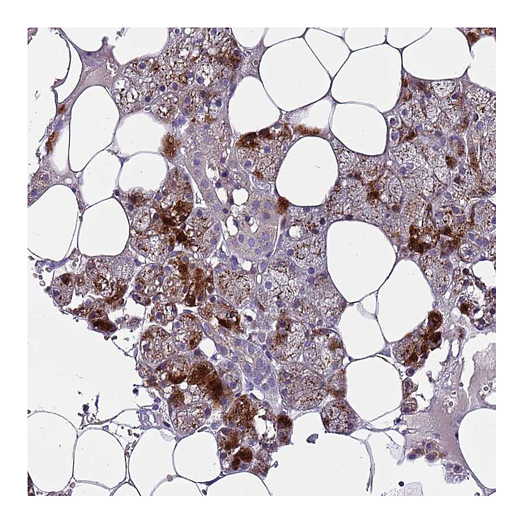 Atlas Antibodies Anti-FAM20A Antibody