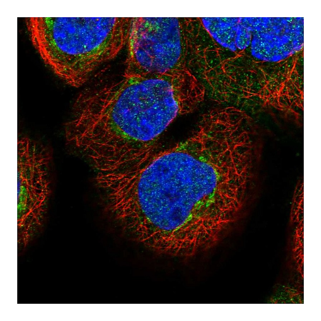 Atlas Antibodies Anti-FAM20C Antibody