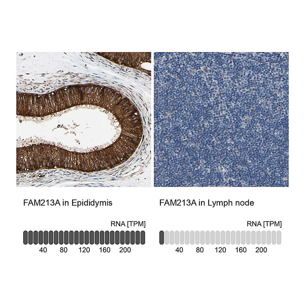 Atlas Antibodies Anti-FAM213A Antibody