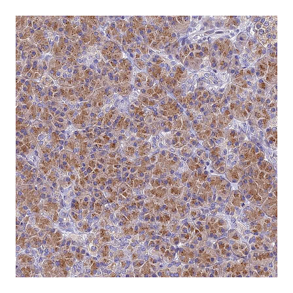 Atlas Antibodies Anti-FAM212A Antibody