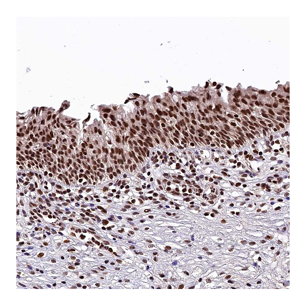 Atlas Antibodies Anti-FAM217B Antibody