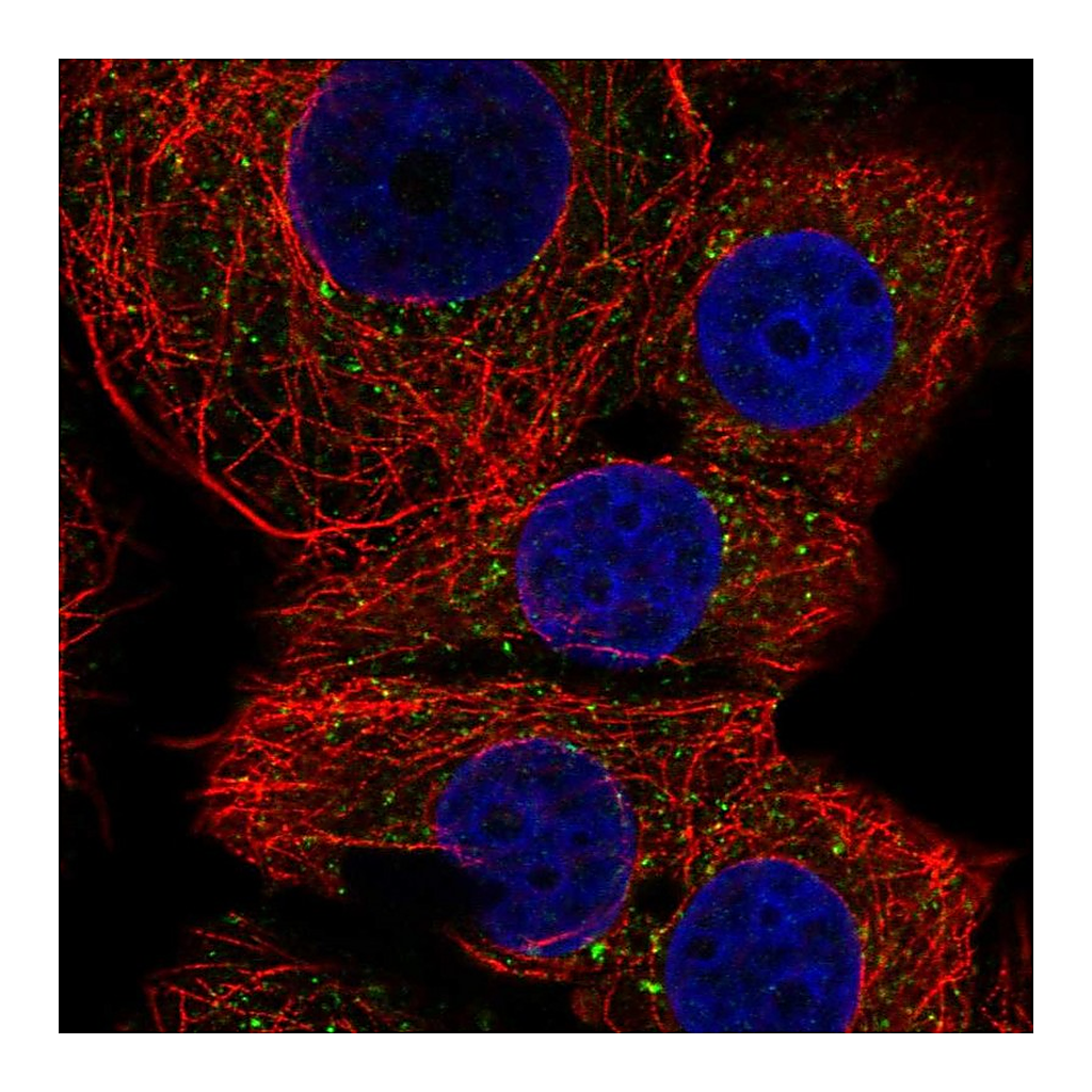 Atlas Antibodies Anti-FAM220A Antibody