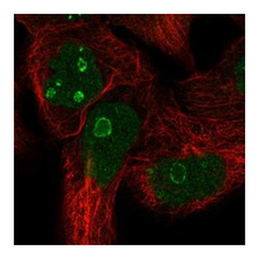 Atlas Antibodies Anti-FAM3A Antibody