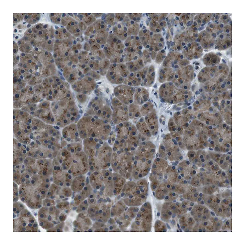 Atlas Antibodies Anti-FAM3B Antibody