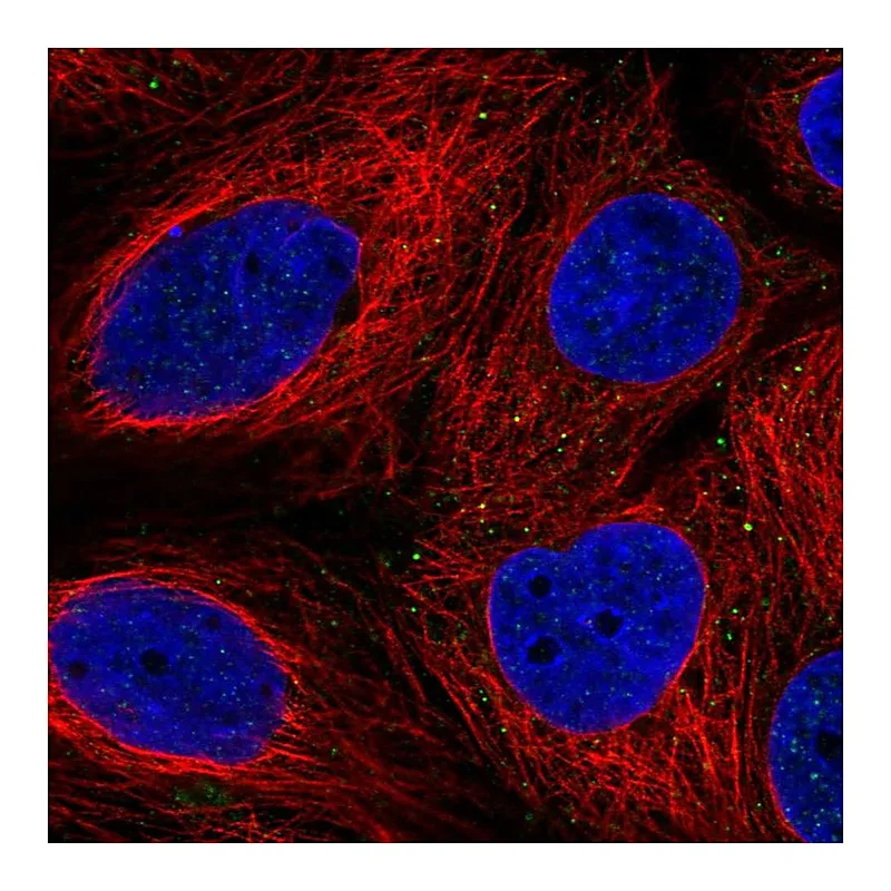 Atlas Antibodies Anti-FAM3B Antibody